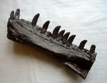 Allosaurus Bot - Allosaurus fragilis (Replica) - 8.5 cm -, Verzamelen, Mineralen en Fossielen