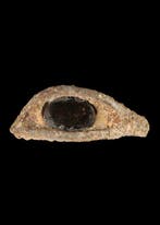 Oude Egypte, late periode Glas, en calciet Ooginleg (Zonder