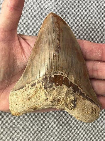 Megalodon-tand 12,1 cm - Fossiele tand - Carcharocles