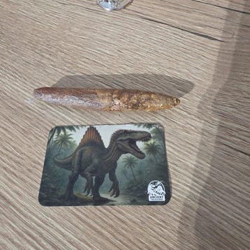 Dinosaurus Tand - HUGE Spinosaurus aegyptiacus tand | 11.2