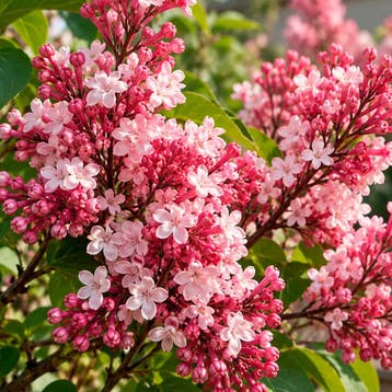 Sering ‘Red Pixie’ Sierplanten, Rood, Tuin en Terras, Verzenden, Overige soorten, Struik