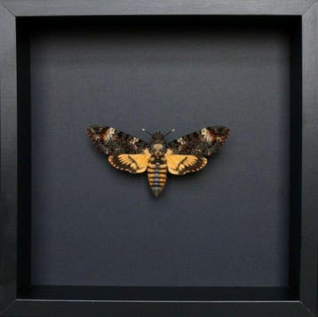Mot Taxidermie volledige montage - Acherontia atropos - 23, Nieuw
