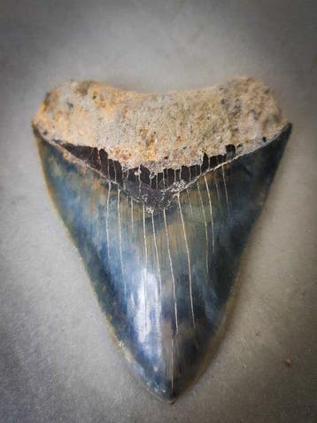 Megalodon - Fossiele tand - 127 mm - 103 mm, Verzamelen, Mineralen en Fossielen