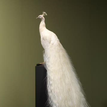 Witte Pauw Taxidermie Opgezette Dieren By Max, Verzamelen, Dierenverzamelingen, Ophalen of Verzenden, Nieuw, Vogel, Opgezet dier