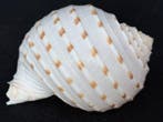 Zeeslak Zeeschelp - S-222 TONNA DOLIUM (Zonder minimumprijs), Antiek en Kunst
