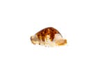 opvallend patroon $$$ GEM $$$ In topconditie $$$ Taxidermie, Nieuw