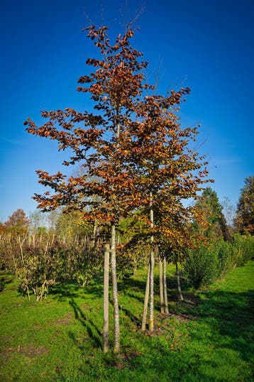 Rode Beuk - Fagus Sylvatica Atropunicea, Ophalen, Halfschaduw, Overige soorten, Zomer