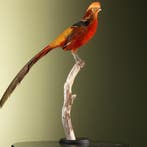 Goudfazant Taxidermie Opgezette Dieren By Max, Ophalen of Verzenden, Nieuw, Vogel, Opgezet dier