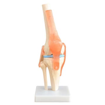 Anatomie model kniegewricht, Nieuw