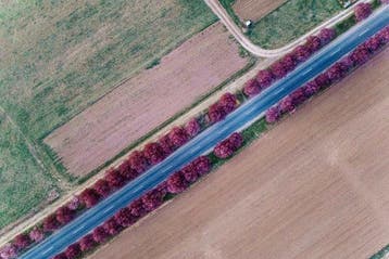 Viktoria Farkas - The Floral Divide - Unframed Fine Art