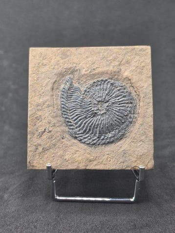 Ammoniet - Gefossiliseerd dier - Trachyceras
