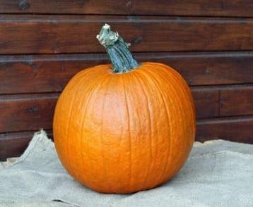 Apollo F1 PMT sterke halloweenpompoen kleinverpakking, Ophalen of Verzenden, Nieuw
