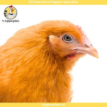 Orpington Buff - Rustig, Tam en Gezond, Dieren en Toebehoren, Meerdere dieren, Kip
