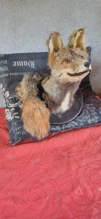 Rode vos Taxidermie wandmontage - Vulpes vulpes - avec sa