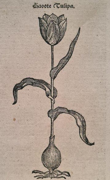 Rembertus Dodonaeus - 48 houtsnedes uit het Cruydt-boeck