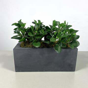 Kunststof Plantenbak Met Plant, Ophalen of Verzenden, Gebruikt
