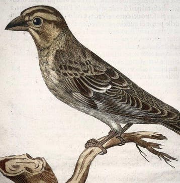 Antonio Tempesta (1555-1630); Fr. Villamena (d.1624) Birds: