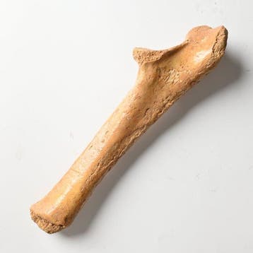 Holenbeer - Fossiel bot - Ursus spelaeus - 20.5 cm - 5.2 cm