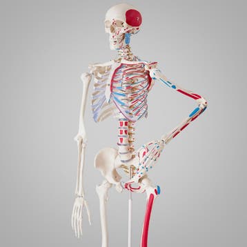 Menselijke anatomie skelet met spier- en bot markering - wit, Verzenden, Nieuw