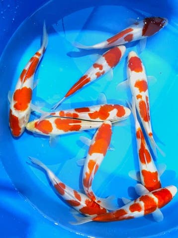 Hirasawa Marusei 22-27cm (Japanse Koi), Karper of Koi