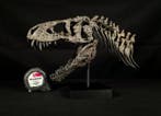 Tyrannosaurus Taxidermie replica montage - Replica T-Rex