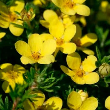Vijfvingerkruid Bloementuin Collectie – 3 Planten, Tuin en Terras, Verzenden, Vaste plant, Overige soorten, Volle zon