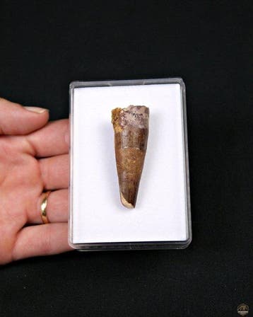 Enorme Spinosaurus - Fossiele tand - Spinosaurus aegyptiacus