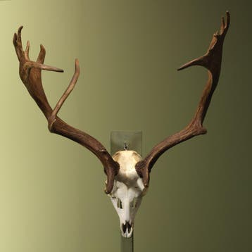 Damhert Gewei Taxidermie Opgezette Dieren By Max, Ophalen of Verzenden, Nieuw, Wild dier, Opgezet dier