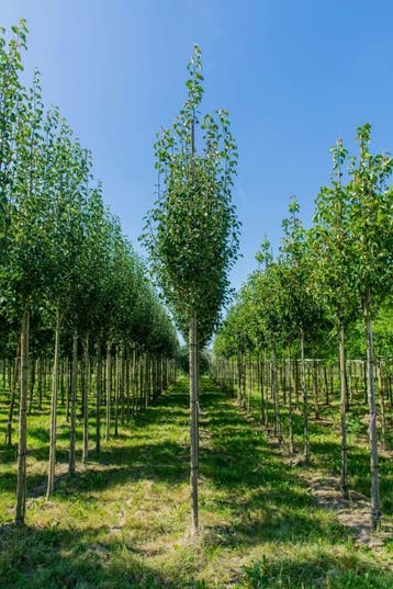 Pyrus communis subsp. caucasica hoogstam 12/14