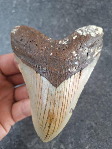 Megalodon - Fossiele tand - 12.4 cm - 9 cm