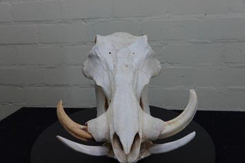 African Warthog Schedel - Phacochoerus africanus - 0 cm - 22, Nieuw