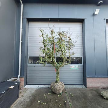 fruitbomen leifruitbomen handperen stoofperen grote bomen