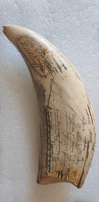 Walvis Tand - REPLICA-Physeter macrocephalus - 16 cm - 6 cm, Antiek en Kunst
