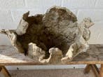 1 grote Stone Shell - Hoogte (boom): 38 cm - Diepte (boom):
