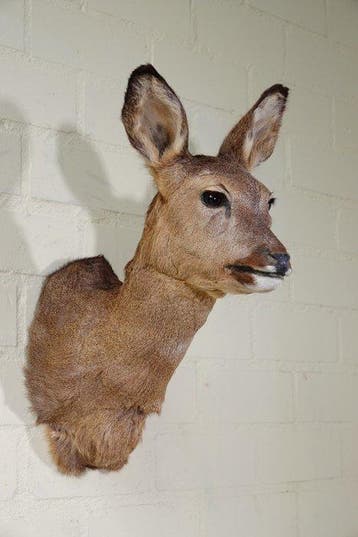 Roebuck trophy Schedel - Capreolus capreolus - 40 cm - 48 cm, Nieuw