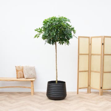 Green Bubble - Schefflera Nora op stam - 210cm - Ø40 cm, Ophalen of Verzenden