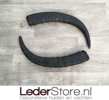 Lederstore.nl | Waterbuffelhoorns / waterbuffel hoorns, Ophalen, Nieuw
