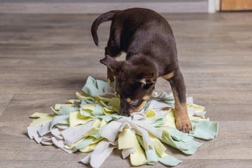 Beeztees Puppy Sniffy Snuffelmat - Puppy Speelgoed - Puppy, Ophalen of Verzenden, Zo goed als nieuw