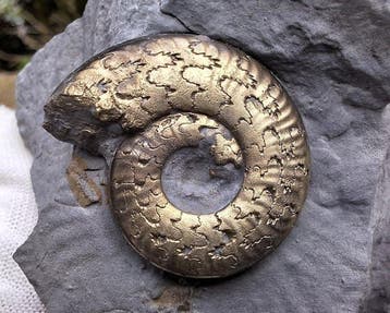 Esthetische pyriet-ammoniet - Gefossiliseerd dier -