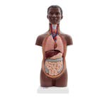 Anatomie model torso met organen, unisex, donkere huidsk..., Nieuw
