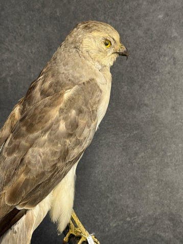 bleke harrier Taxidermie volledige montage - Circus, Nieuw
