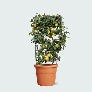 Green Bubble - Citrus Lemon op rek - 160cm - Ø35 cm, Ophalen of Verzenden