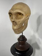 Modello di teschio cercopiteco - Buste, Modello in gesso di