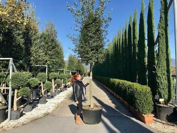 Steeneik, Steeneiken, Quercus ilex , Kurkeik, Kurkeiken!!!!!, Tuin en Terras, Ophalen of Verzenden, Bloeit niet, Vaste plant, Halfschaduw