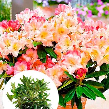 Rhododendron yakushimanum Percy Wiseman container (P29), Verzenden, Overige soorten, Halfschaduw