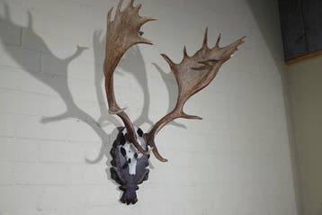 Fallow Buck Trophy Schedel - Dama dama - 55 cm - 85 cm - 63, Nieuw