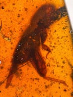 cricket - Barnsteen - 58 mm - 31 mm (Zonder minimumprijs)