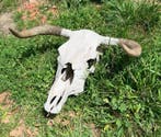 Spaanse stier Schedel met gewei - Bos Taurus - 20 cm - 60 cm