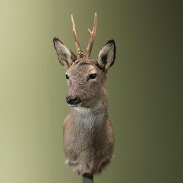 Reebok Wintervacht Taxidermie Opgezette Dieren By Max, Ophalen of Verzenden, Nieuw, Wild dier, Opgezet dier