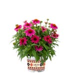 Echinacea purpurea Lakota™ Rose (Roze, vaste planten), Overige soorten, Volle zon, Vaste plant, Ophalen of Verzenden